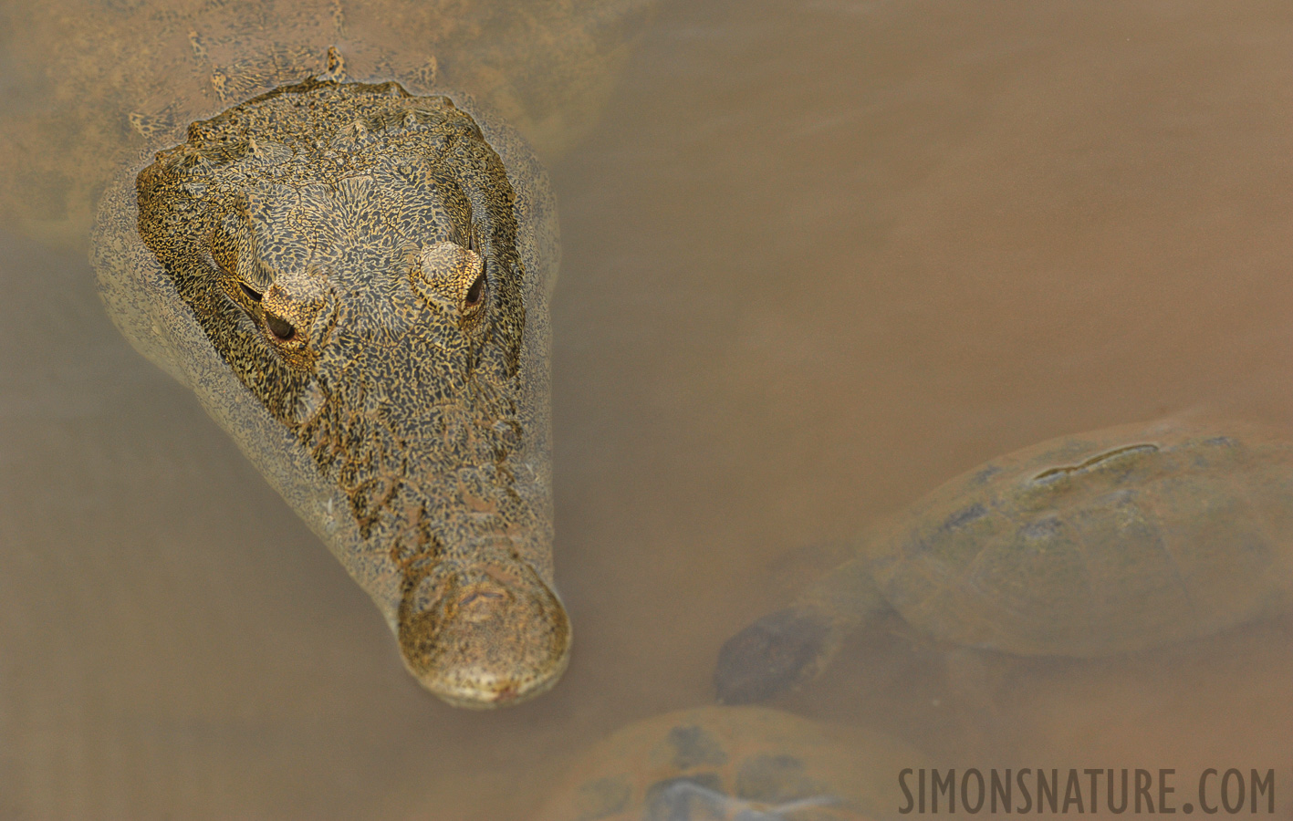 Crocodylus niloticus cowiei [280 mm, 1/640 Sek. bei f / 8.0, ISO 1600]